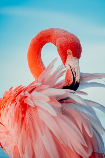 flamingo-1